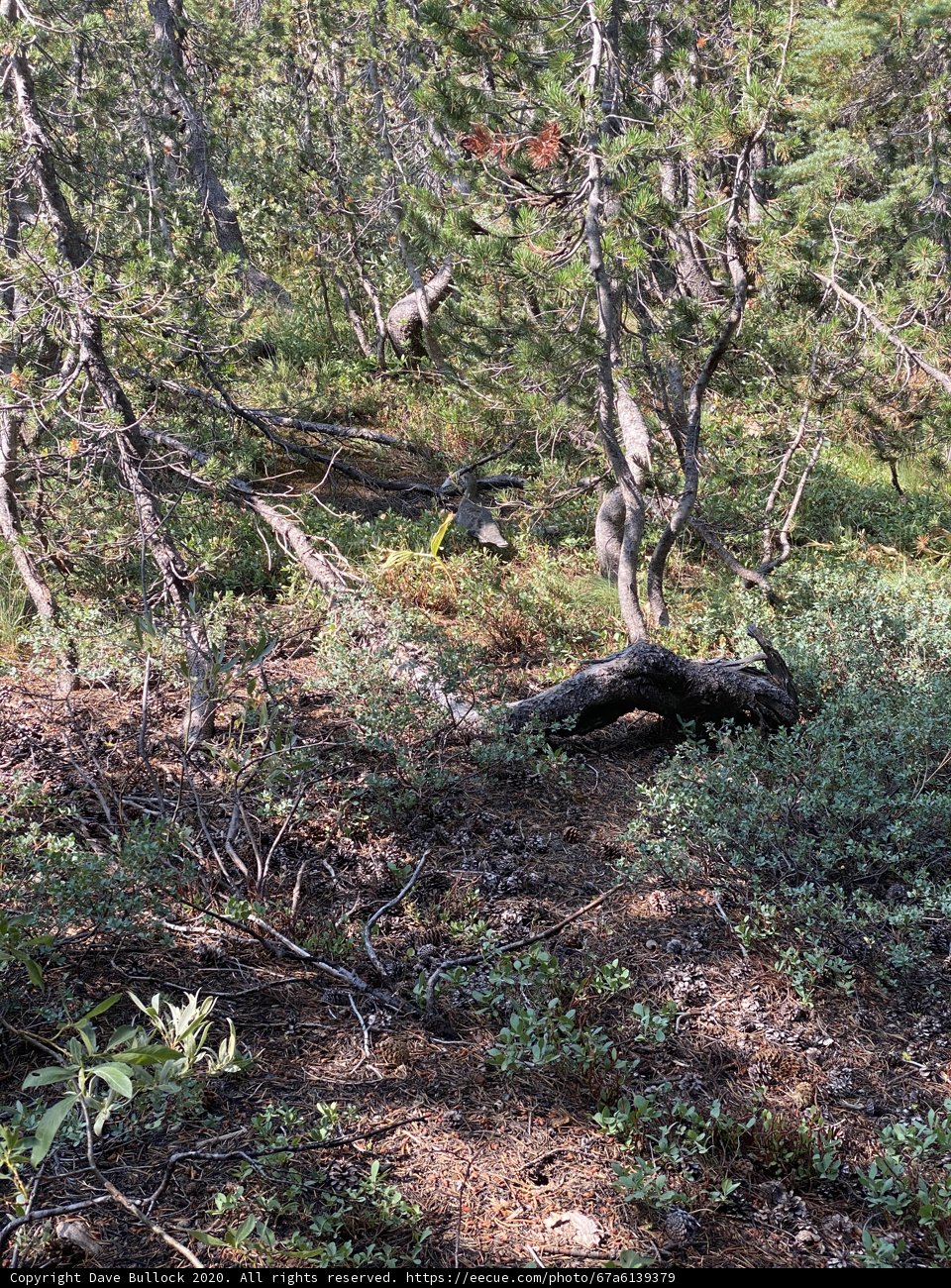 Bear in the Woodland Grove