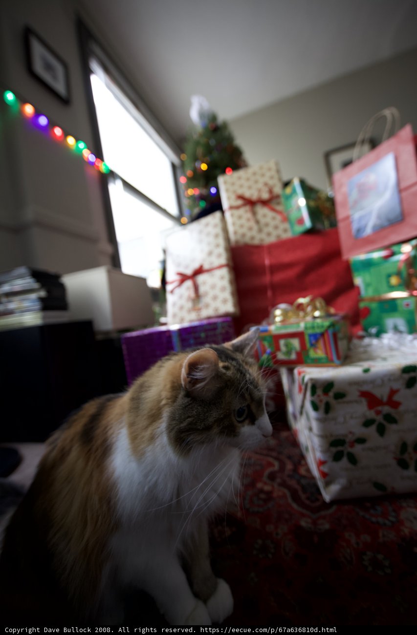 Feline Festivities