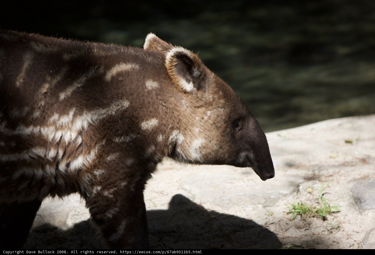 Bear in the Wild