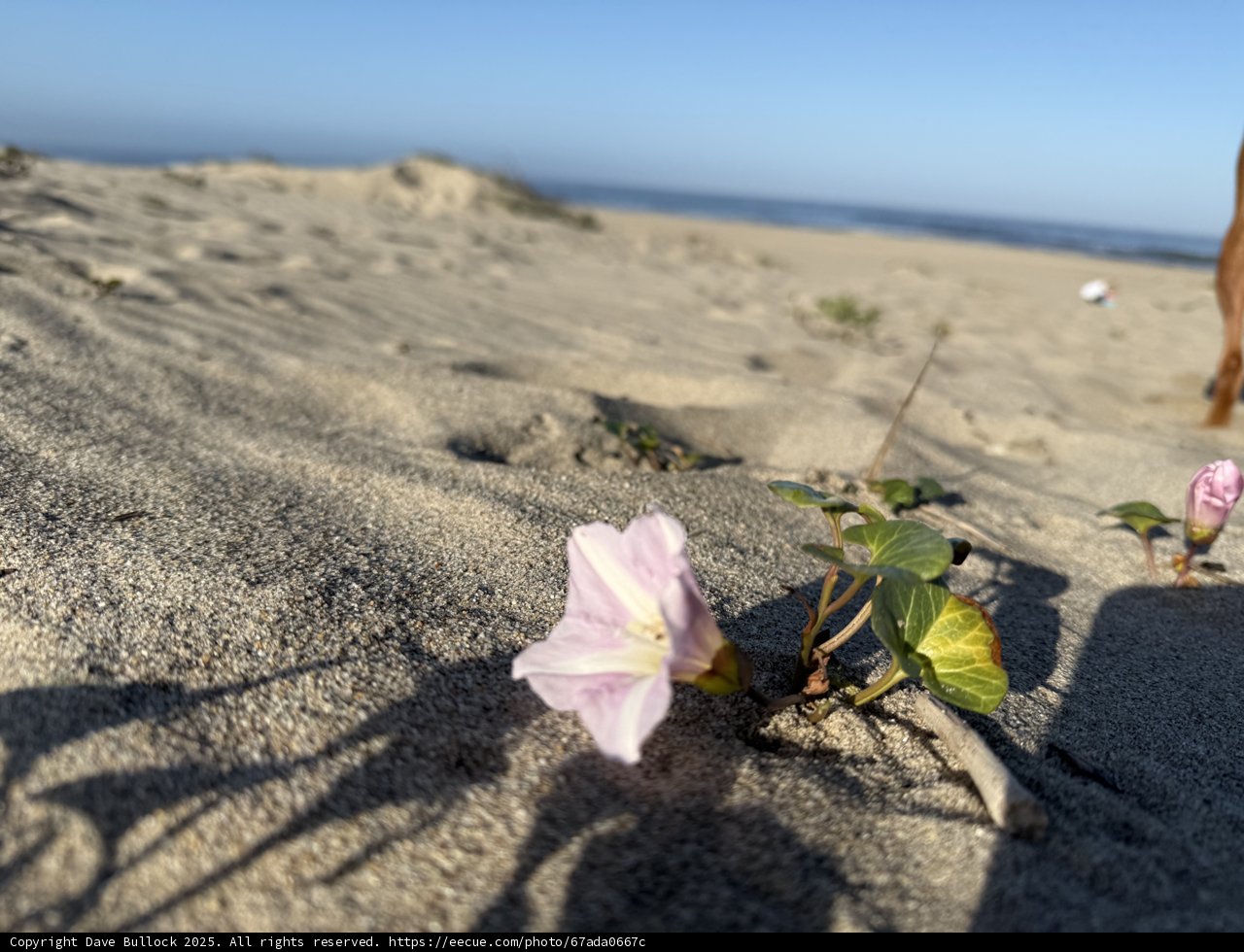 Serenity in Bloom