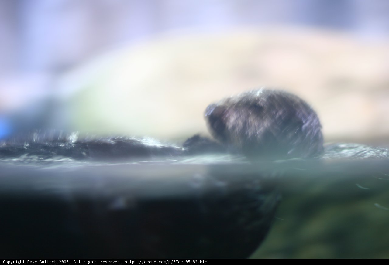Playful Otter in the Waves