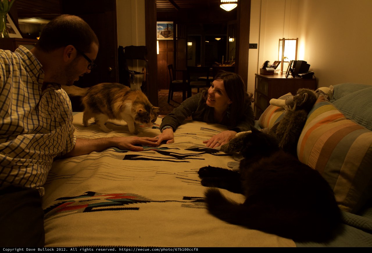 Cozy Evening with Cats on the Bed