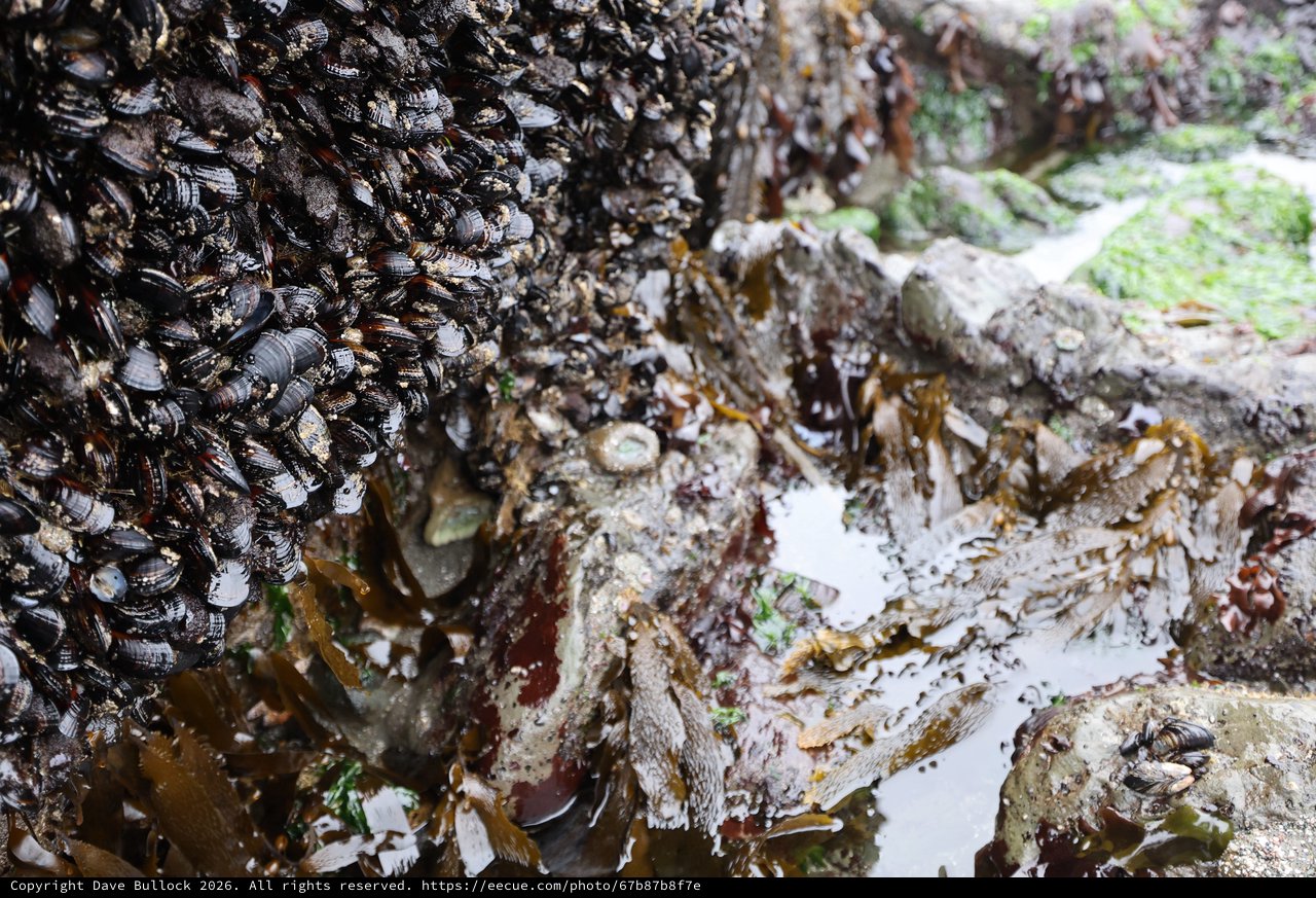 Mussel-Covered Rocks at Low Tide Pools