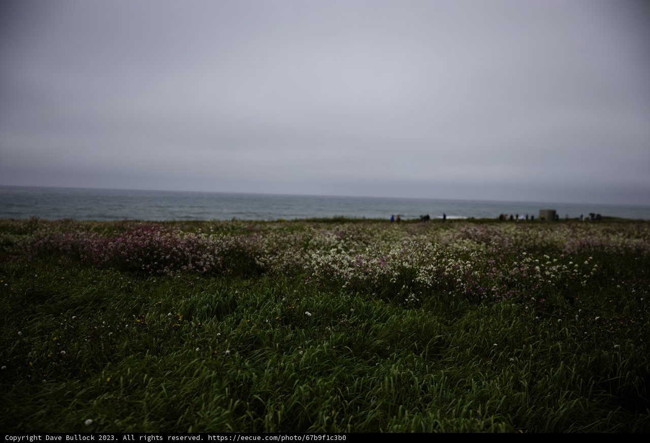Blooming Serenity by the Shore