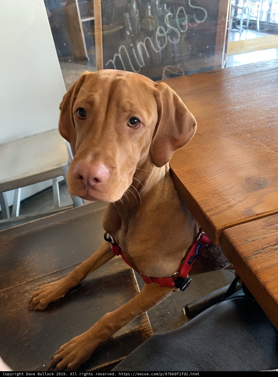 The Tabletop Vizsla
