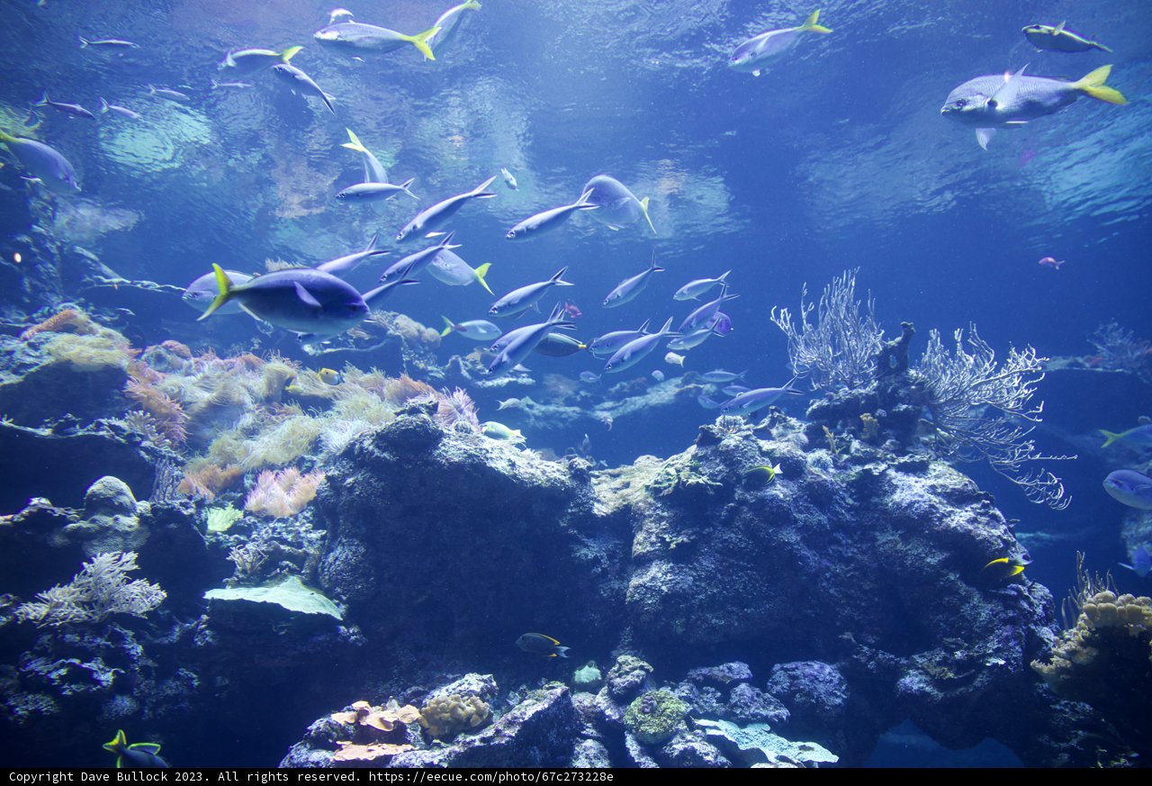 Underwater Wonders at Golden Gate Park