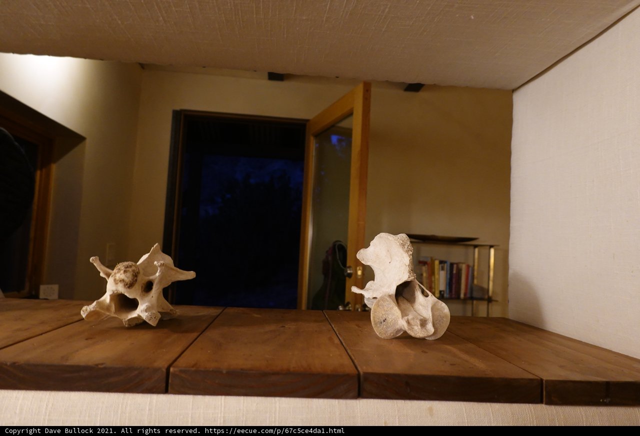 Wooden Shelf with Seashell and Animal Decor