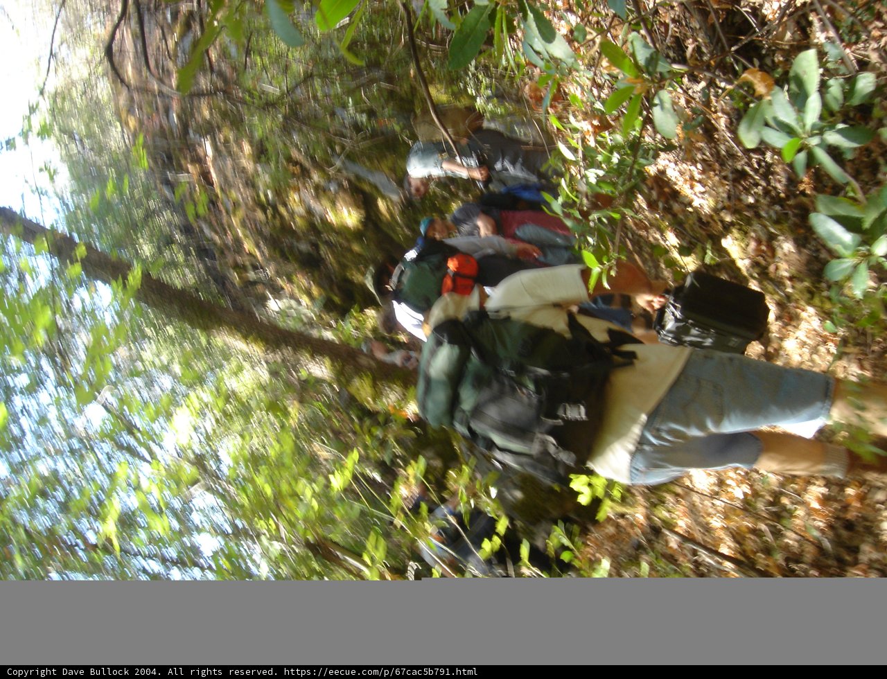 Venture into the Verdant Wilderness
