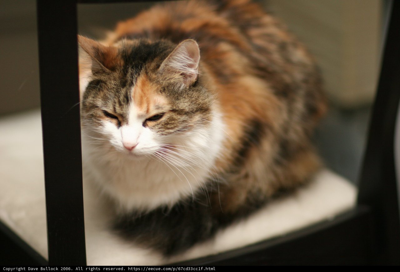 Regal Feline on a Chair
