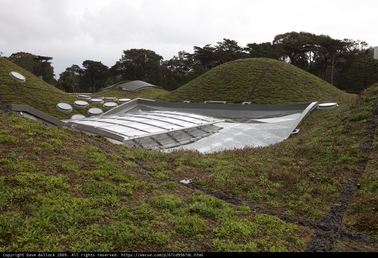 Green Roof Oasis