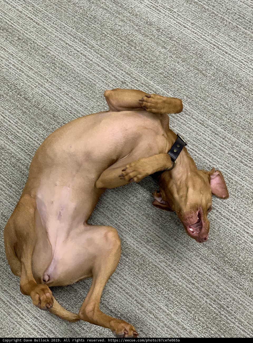 Laid-Back Vizsla