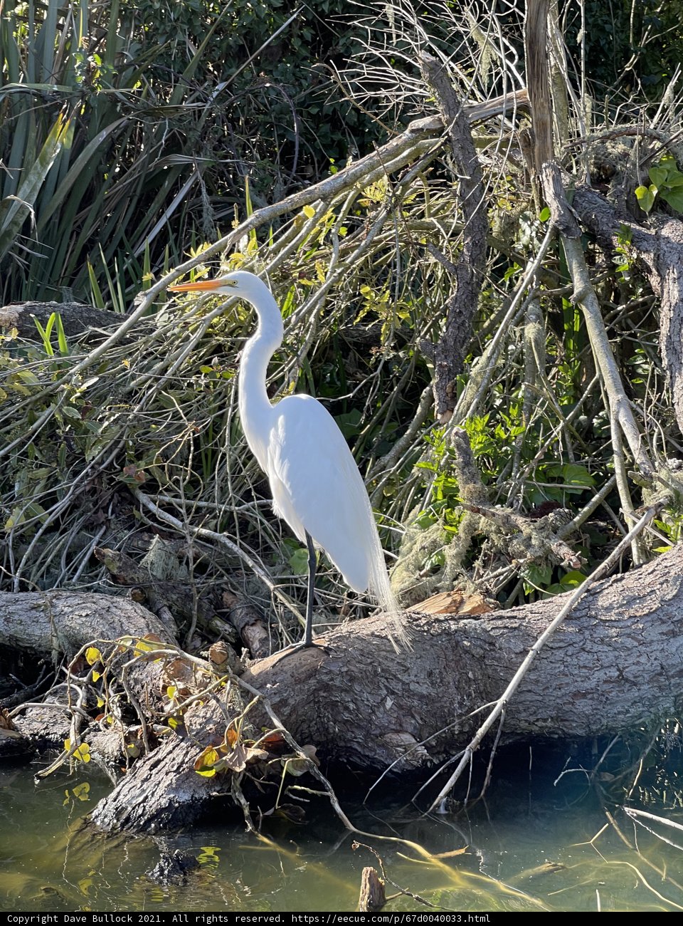 Graceful Waterfowl
