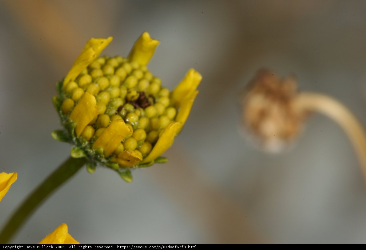 Bee Gathering Pollen on a Sunny Day