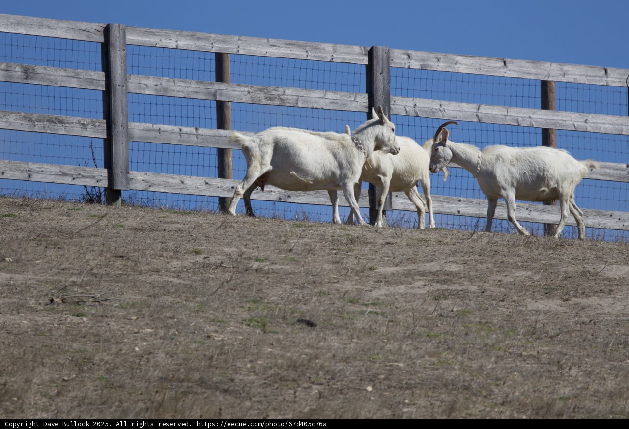 Tranquility on the Ranch