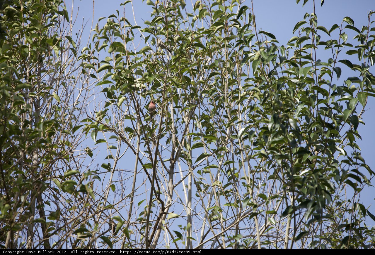 Willow Bird