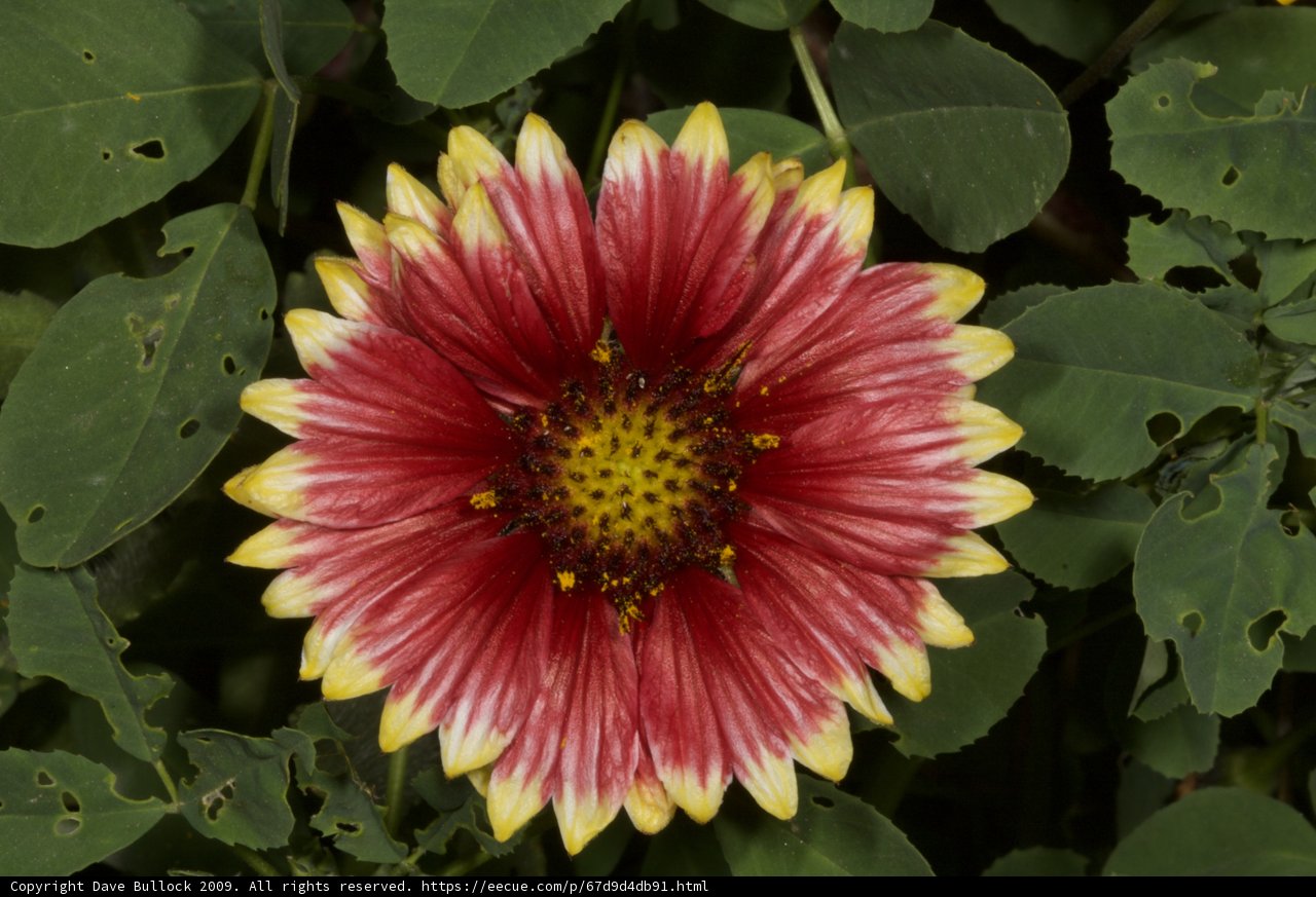 Vibrant Daisy