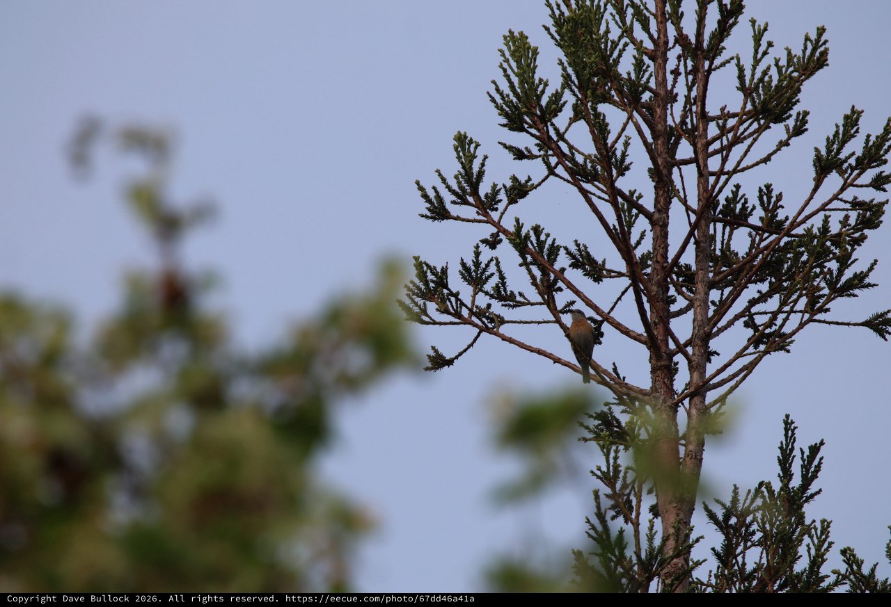 Small Bird Perched on Cedar Branch at Dusk