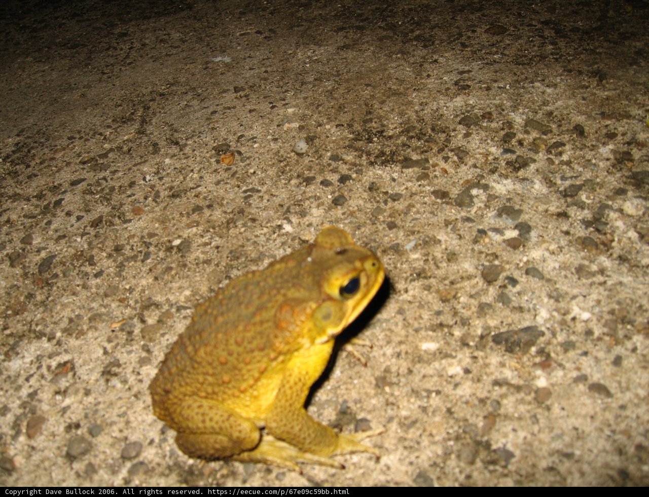 Sun-Kissed Toad