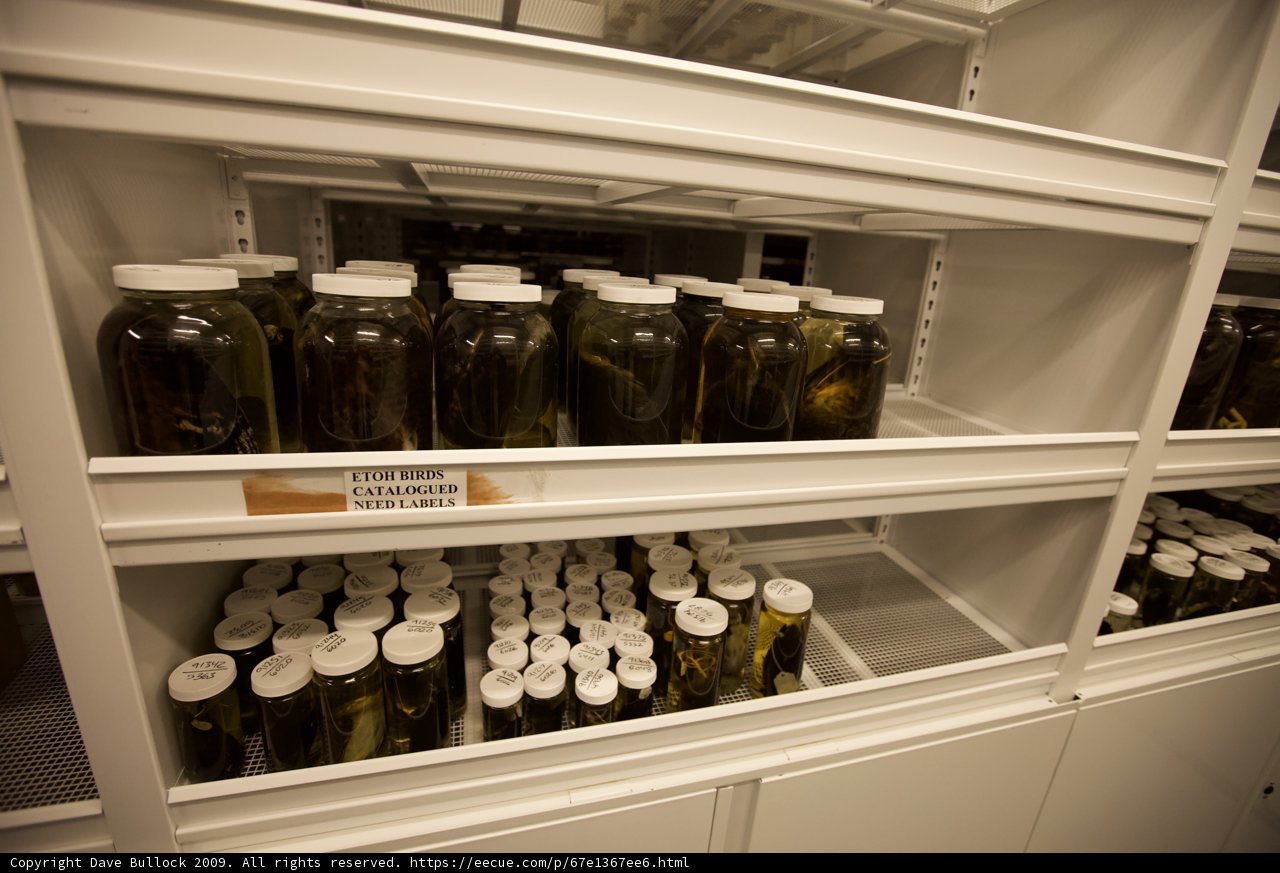 Pickles Galore