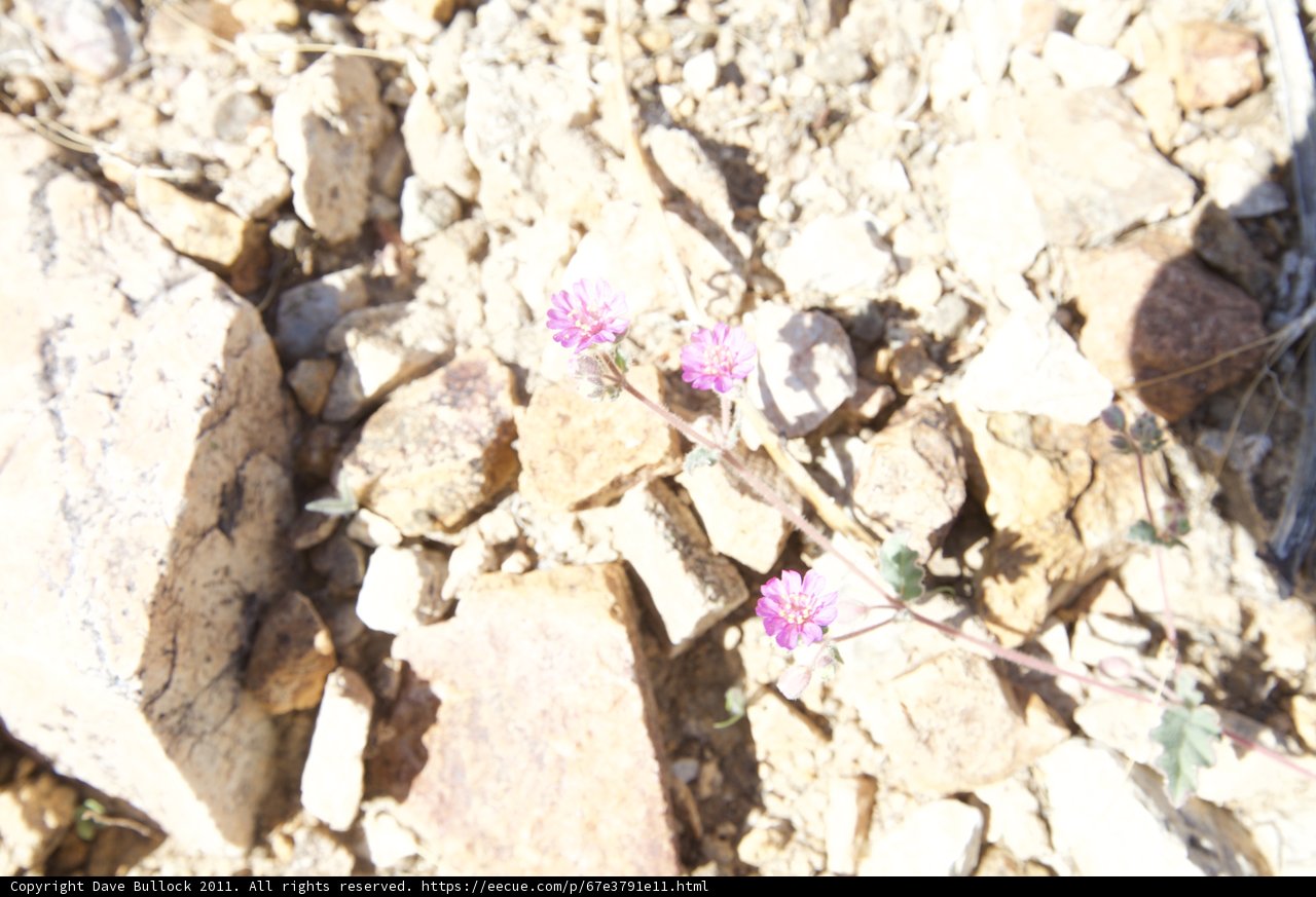 A Pop of Pink Among the Rocks