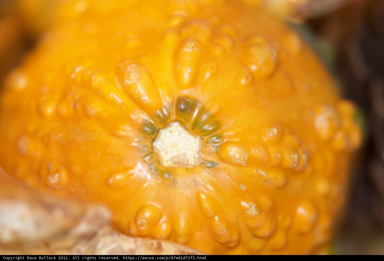 Pumpkin Perfection