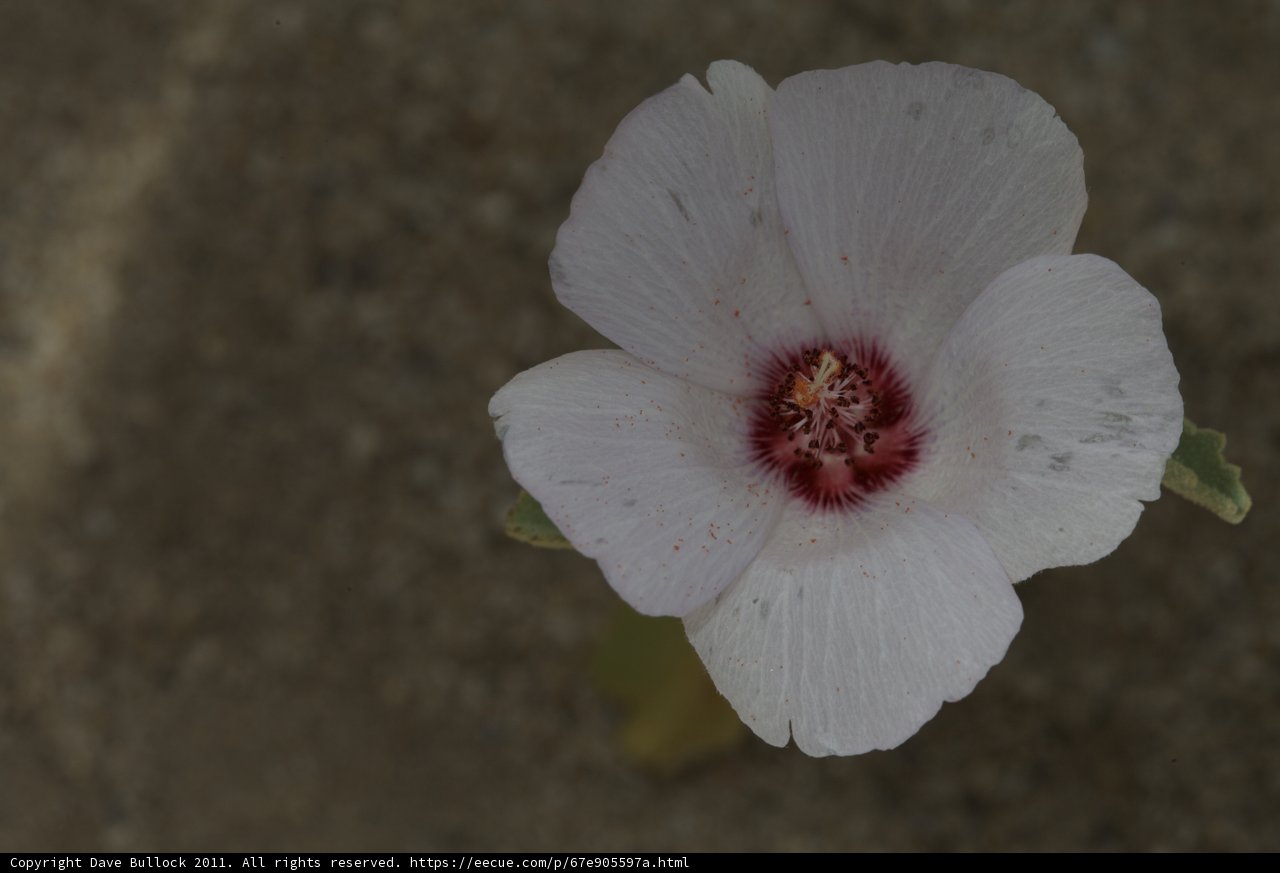 A Geranium in Bloom