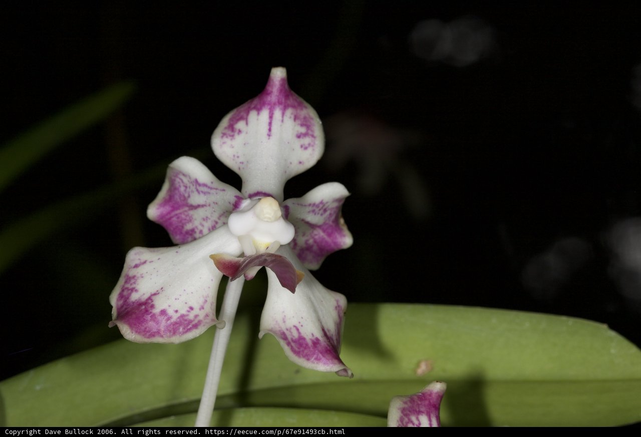 Majestic Orchid