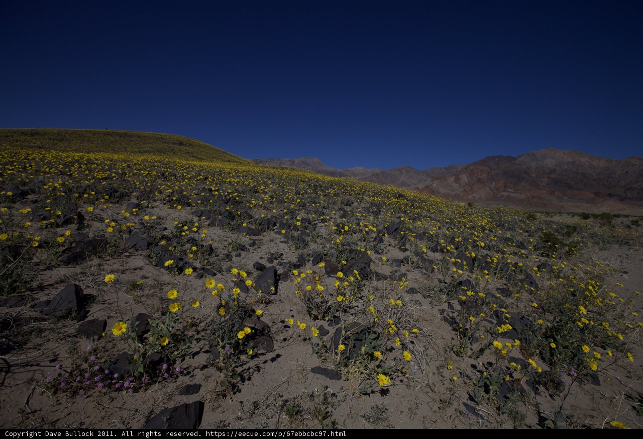 Blooming Beauty in the Desert