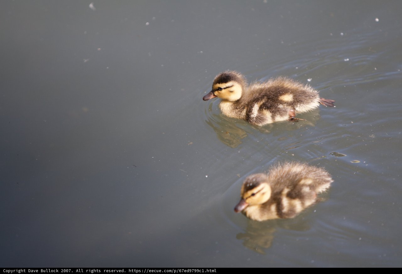 Two Adorable Baby Ducks Enjoying a Swim