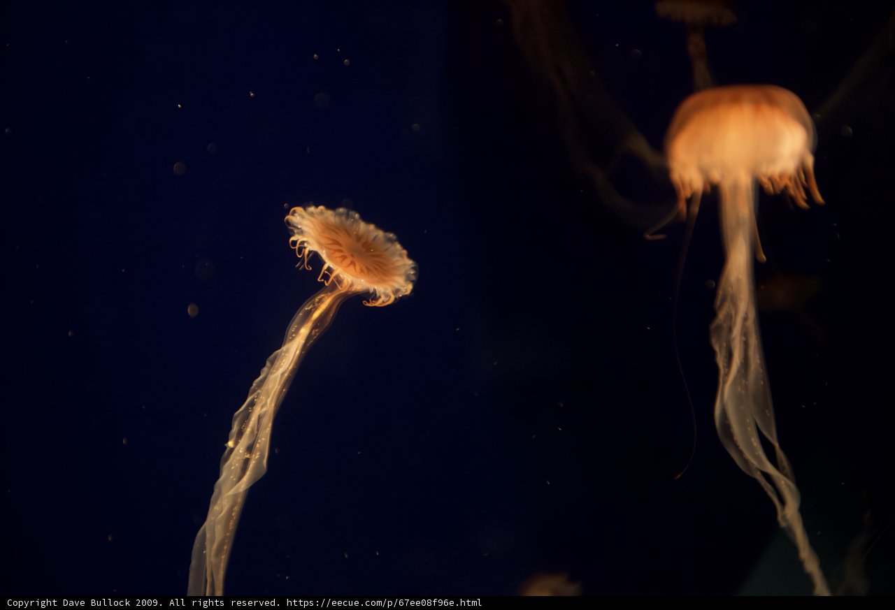 Illuminating Jellyfish