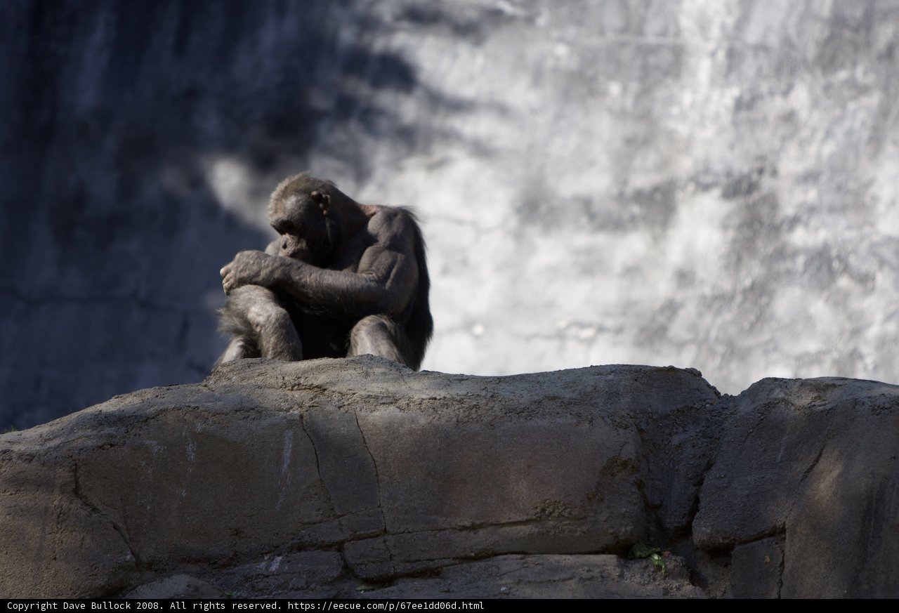 Chimpanzee Relaxing on a Rock