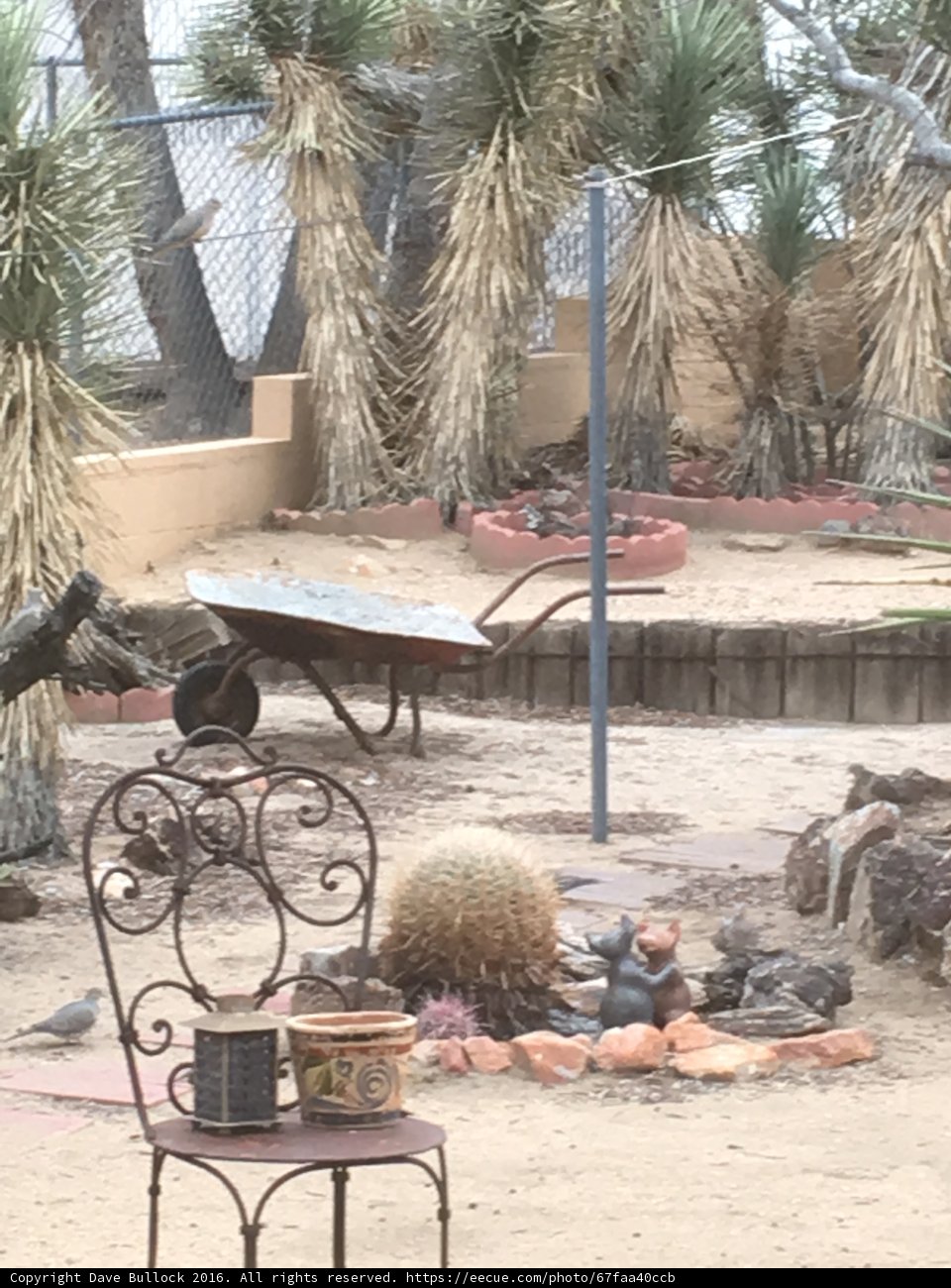 Desert Oasis