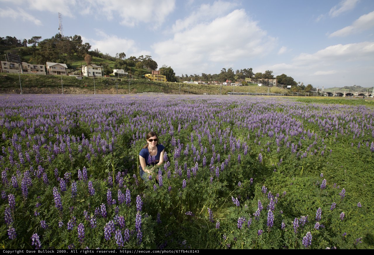 Woman Surrounded by Endless Purple Lupine Blooms