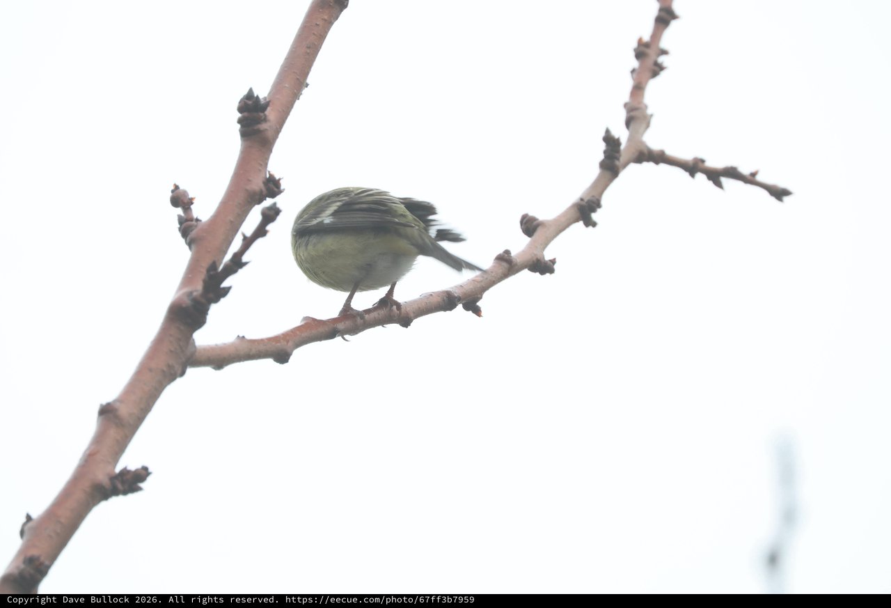 Small Bird Perched on Bare Winter Branch