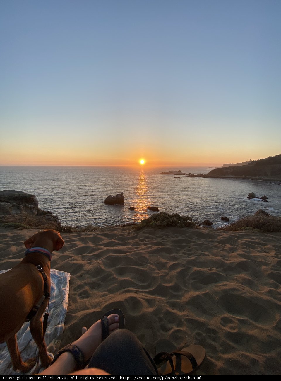 Canine Sunset on the California Coast
