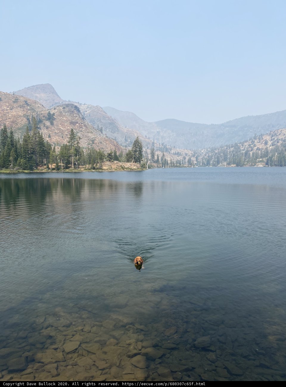 Mountain Lake Pooch