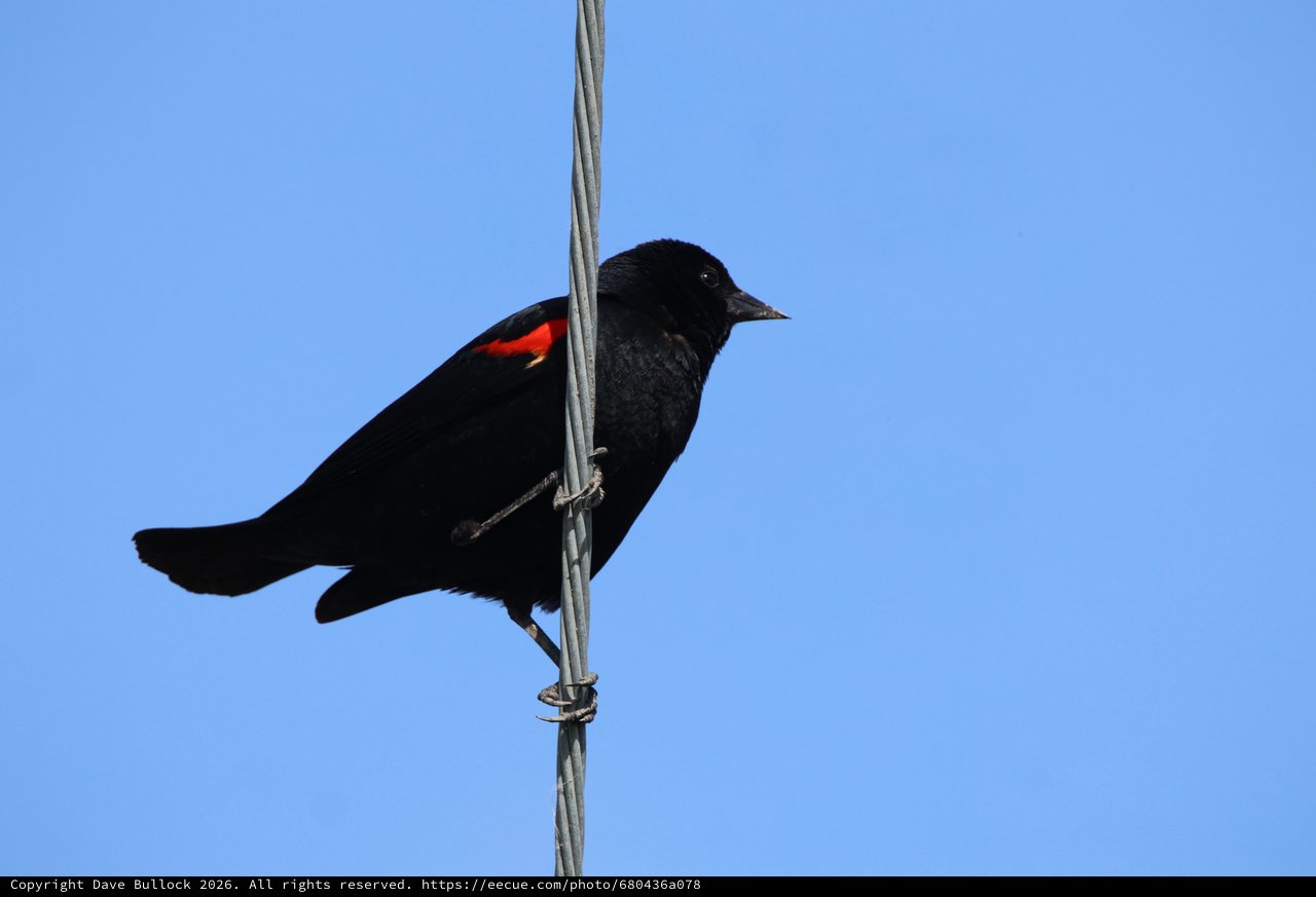 Red-winged Blackbird Perched on Wire Against Clear Sky