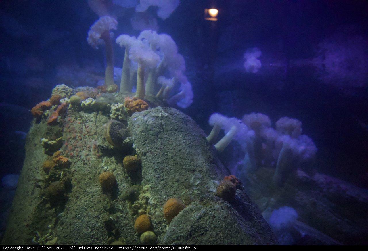 Surreal Submerged Scenery at Monterey Bay Aquarium