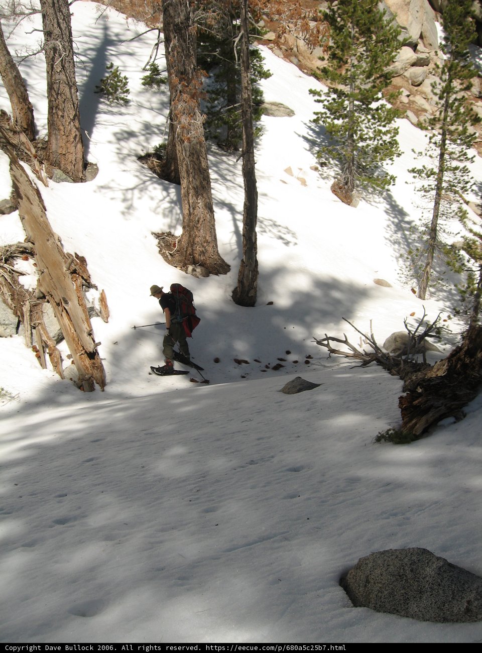 Snowboard Adventure on a Fir-Lined Slope