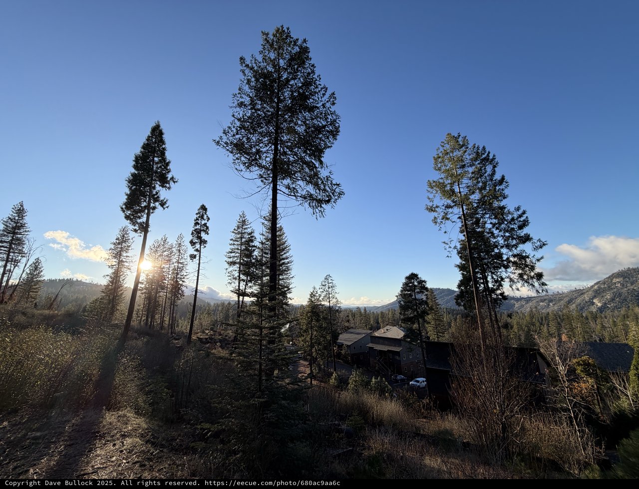 Golden Hour Sun Rays Through Sierra Nevada Pines