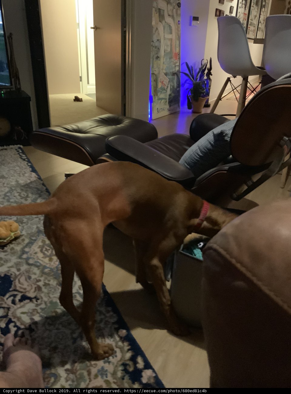 Canine Comfort in the Living Room