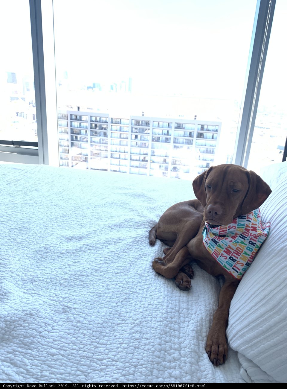 Cozy Canine