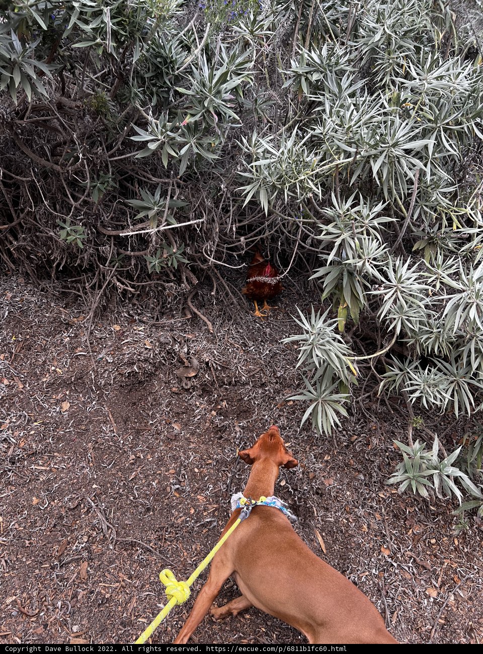 Curious Canine