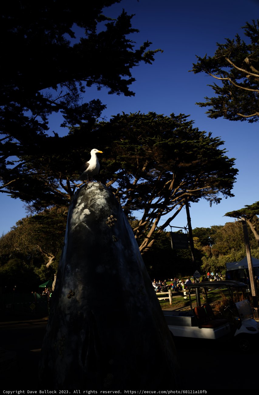 Artistic Harmony in Delores Park: Weddings, Wildlife, and Whimsical Wonders