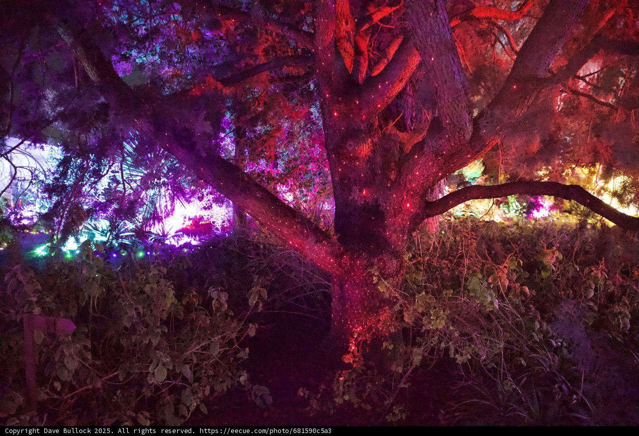 Enchanted Luminescence
