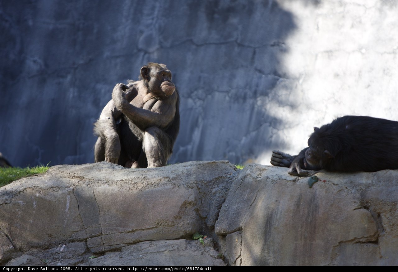 Monkey Business on the Rocks
