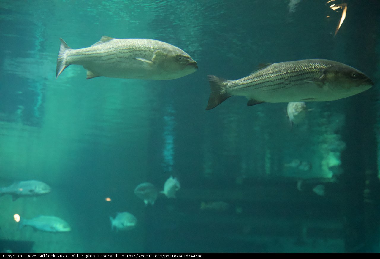 Aquatic Symphony: Harmonious Herring and Bonito