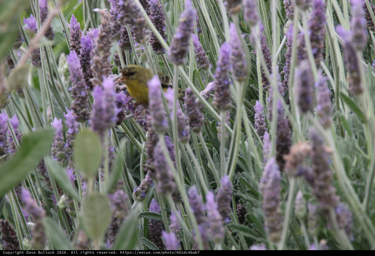 Bumblebee Foraging Among Purple Lavender Blooms