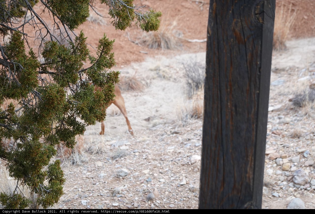Majestic Deer in the Wilderness
