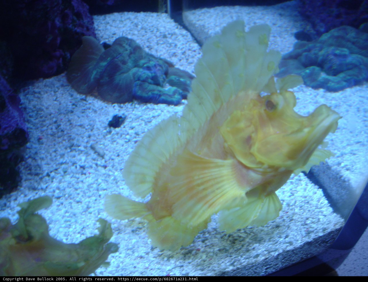 Rock Beauty Fish in Aquarium